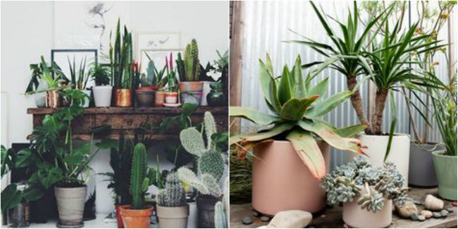 Succulents and Cacti